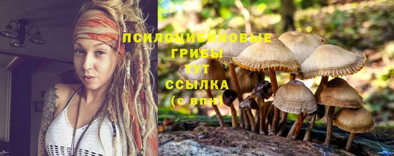 Псилоцибиновые грибы Psilocybe  где найти наркотики  hydra ссылки  Менделеевск 